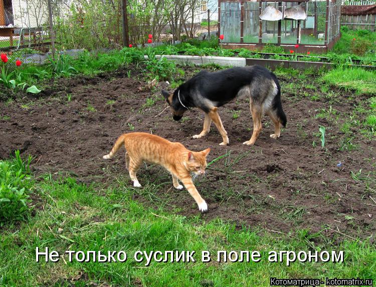Не только суслик в поле агроном... Котоматрица: Не только суслик в поле агроном