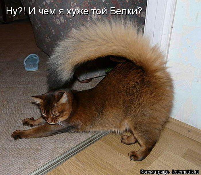 Ну?! И чем я хуже той Белки?... Котоматрица: Ну?! И чем я хуже той Белки?