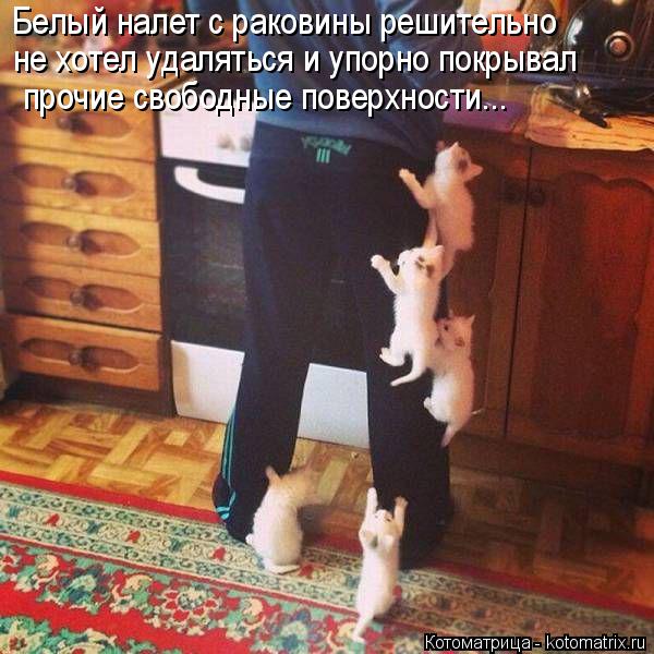Белый налет с раковины решительно не хотел удаляться и упорно покрывал прочие свободные поверхности..... Котоматрица: Белый налет с раковины решительно не хотел удаляться и упорно покрывал прочие свободные поверхности...