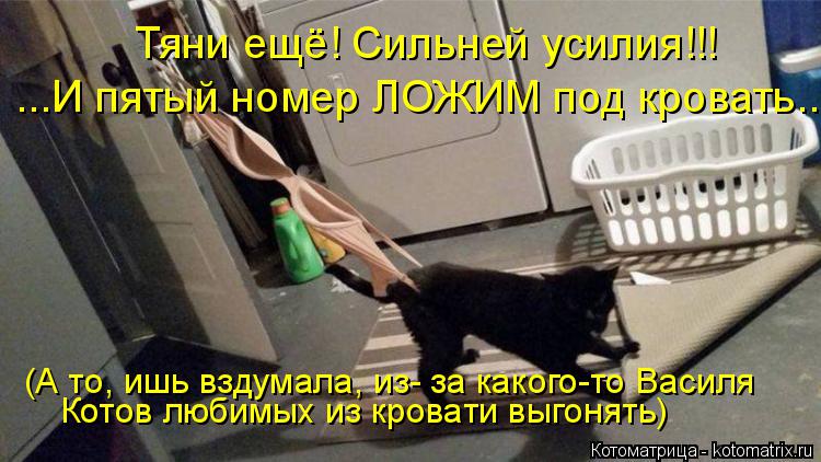 Тяни ещё! Сильней усилия!!! Котов любимых из кровати выгонять) (А то, ишь вздумала, из- за какого-то ... Котоматрица: Тяни ещё! Сильней усилия!!! Котов любимых из кровати выгонять) (А то, ишь вздумала, из- за какого-то Василя ...И пятый номер ЛОЖИМ под кровать...