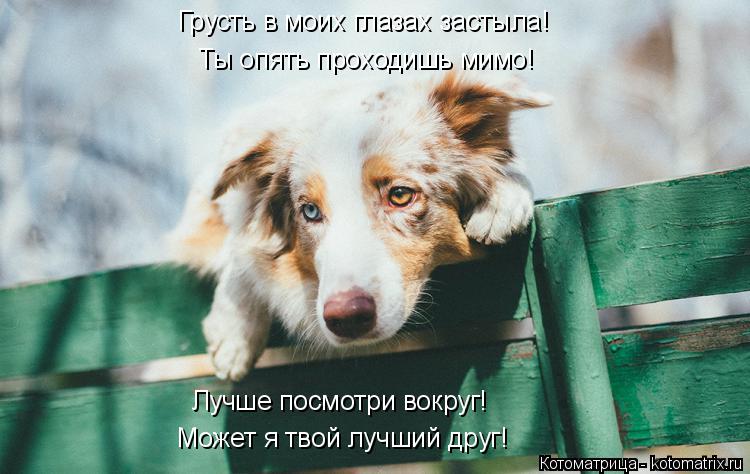Ты опять проходишь мимо! Может я твой лучший друг! Грусть в моих глазах застыла! Лучше посмотри вокру... Котоматрица: Ты опять проходишь мимо! Может я твой лучший друг! Грусть в моих глазах застыла! Лучше посмотри вокруг!