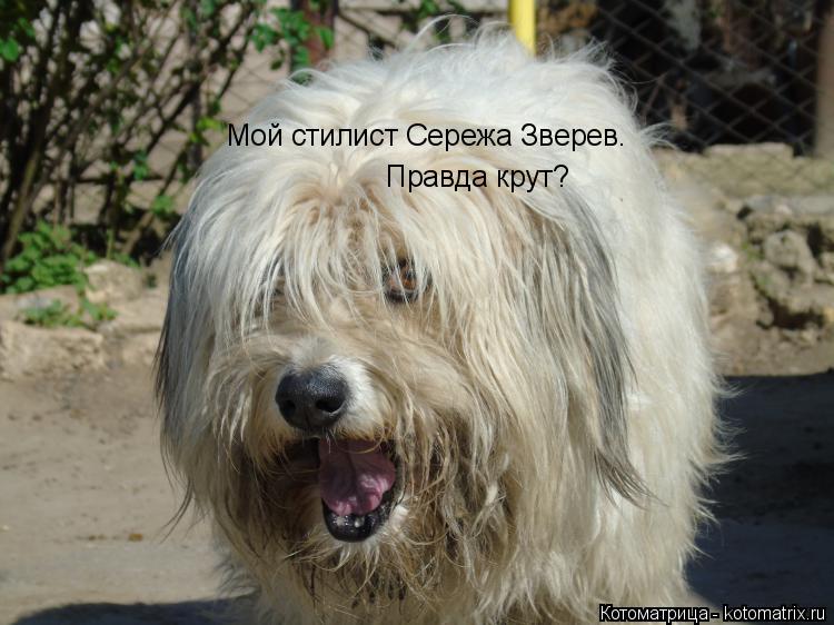 Мой стилист Сережа Зверев. Правда крут?... Котоматрица: Мой стилист Сережа Зверев. Правда крут?