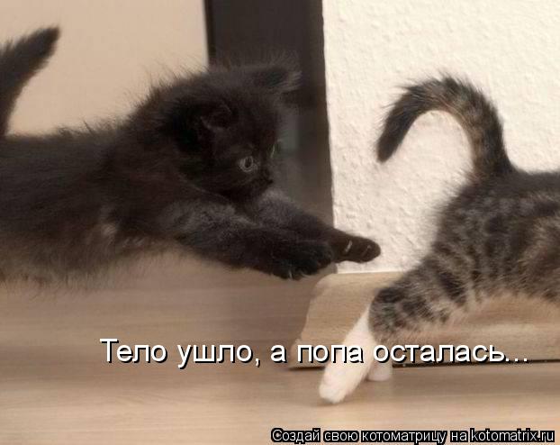 Котоматрица: Тело ушло, а попа осталась...