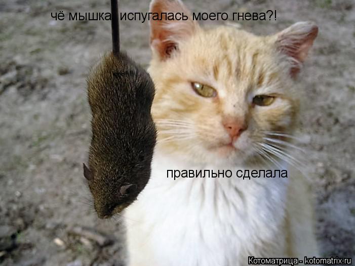 Котоматрица: чё мышка, испугалась моего гнева?! правильно сделала