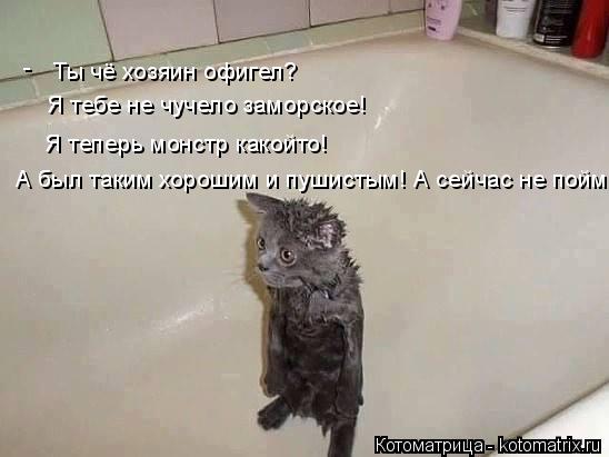 Ты чё хозяин офигел? Я тебе не чучело заморское! Я теперь монстр какойто! А был таким хорошим и пушис... Котоматрица: Ты чё хозяин офигел? Я тебе не чучело заморское! Я теперь монстр какойто! А был таким хорошим и пушистым! А сейчас не пойми что! -