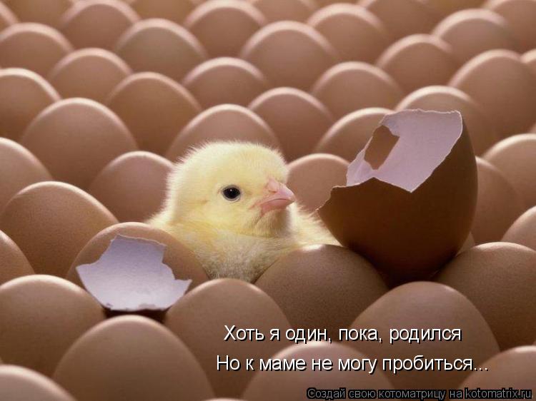 Котоматрица: Хоть я один, пока, родился Но к маме не могу пробиться...
