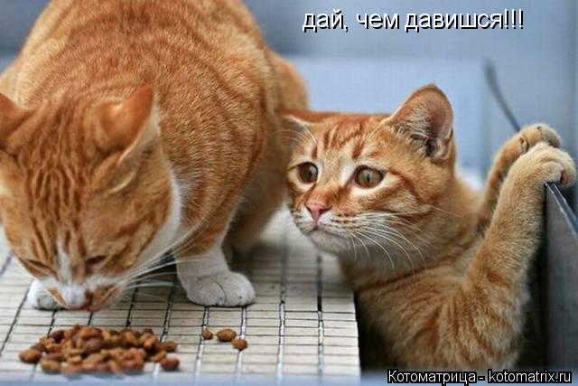 дай, чем давишся!!!... Котоматрица: дай, чем давишся!!!