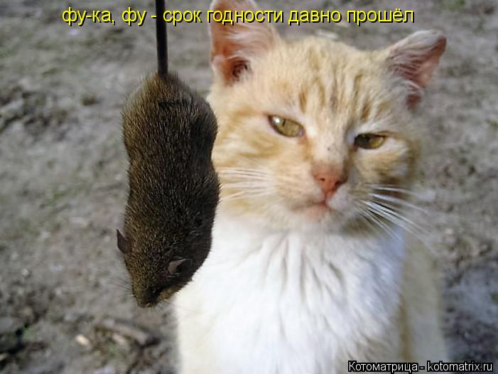 Котоматрица: фу-ка, фу - срок годности давно прошёл