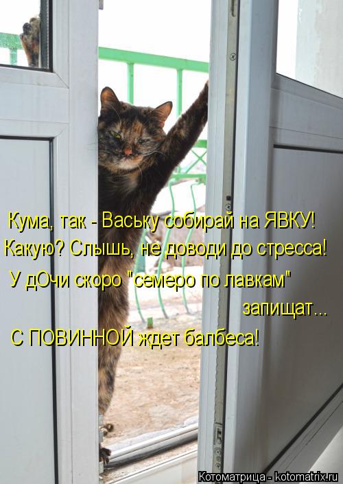 Кума, так - Ваську собирай на ЯВКУ! Какую? Слышь, не доводи до стресса! У дОчи скоро "семеро по лавка... Котоматрица: Кума, так - Ваську собирай на ЯВКУ! Какую? Слышь, не доводи до стресса! У дОчи скоро "семеро по лавкам" С ПОВИННОЙ ждет балбеса! запищат...