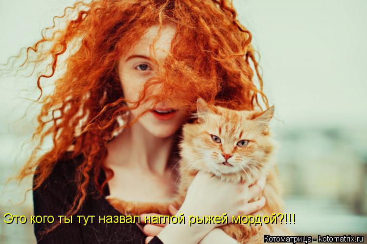 Это кого ты тут назвал наглой рыжей мордой?!!!... Котоматрица: Это кого ты тут назвал наглой рыжей мордой?!!!