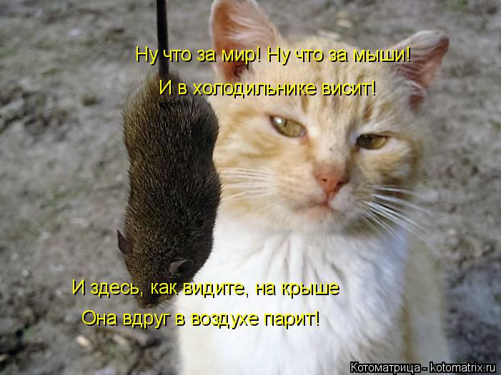 Котоматрица: Ну что за мир! Ну что за мыши! И в холодильнике висит! И здесь, как видите, на крыше Она вдруг в воздухе парит!