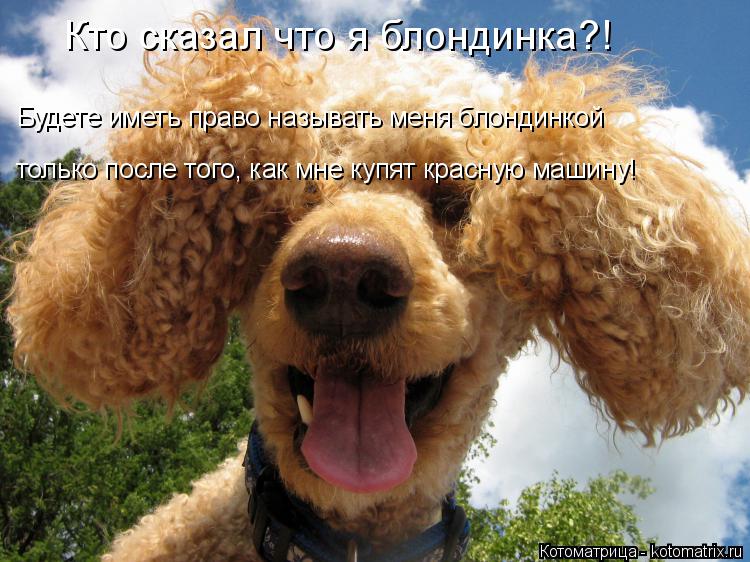 Котоматрица: Кто сказал что я блондинка?! Будете иметь право называть меня блондинкой только после того, как мне купят красную машину!