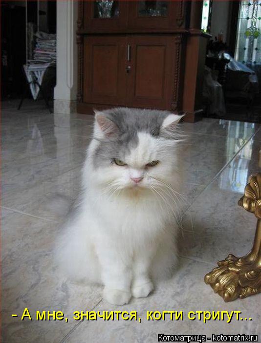 Котоматрица: - А мне, значится, когти стригут...