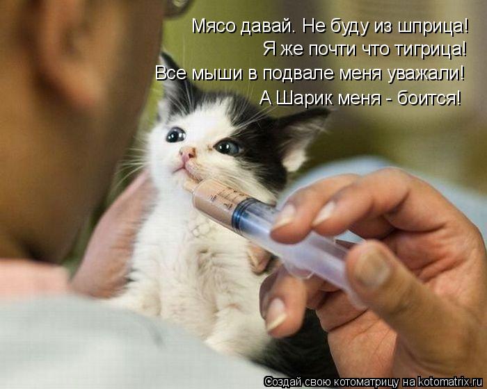 Котоматрица: Мясо давай. Не буду из шприца! Я же почти что тигрица! Все мыши в подвале меня уважали! А Шарик меня - боится!