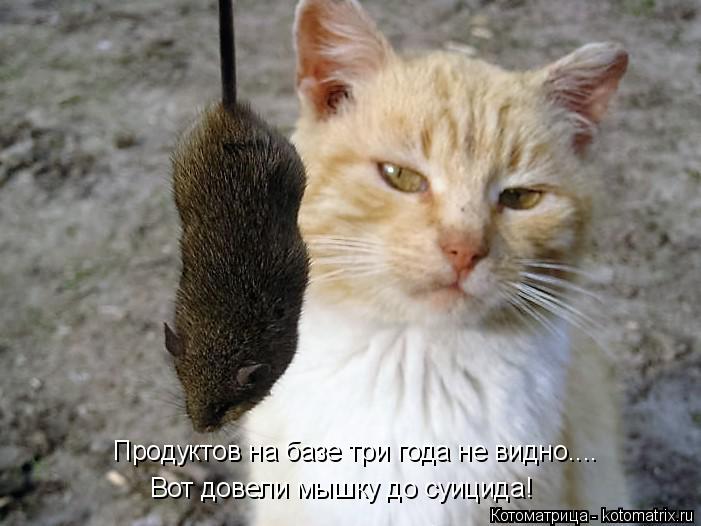 Котоматрица: Вот довели мышку до суицида! Продуктов на базе три года не видно....