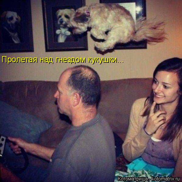 Пролетая над гнездом кукушки...... Котоматрица: Пролетая над гнездом кукушки...