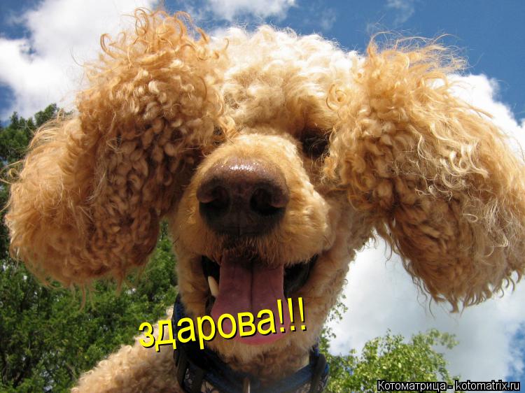 здарова!!!... Котоматрица: здарова!!!