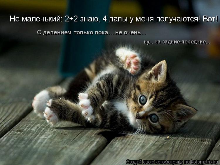 Не маленький: 2+2 знаю, 4 лапы у меня получаются! Вот! С делением только пока... не очень... ну... н... Котоматрица: Не маленький: 2+2 знаю, 4 лапы у меня получаются! Вот! С делением только пока... не очень... ну... на задние-передние...