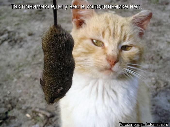 Котоматрица: Так понимаю еды у вас в холодильнике нет...