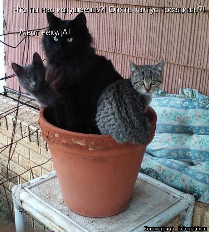 Котоматрица: Что ты нас искушаешь?! Опять кактус посадишь?! А вот некудА!