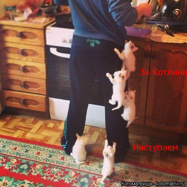 За Котлина Наступаем... Котоматрица: За Котлина Наступаем