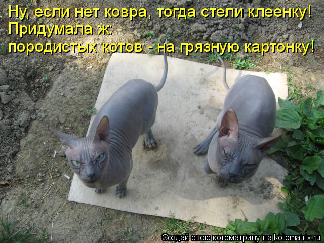 Ну, если нет ковра, тогда стели клеенку! Придумала ж: породистых котов - на грязную картонку!... Котоматрица: Ну, если нет ковра, тогда стели клеенку! Придумала ж: породистых котов - на грязную картонку!