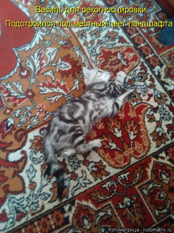 Котоматрица: Василь для рекогносцировки Подстроился под местный цвет ландшафта