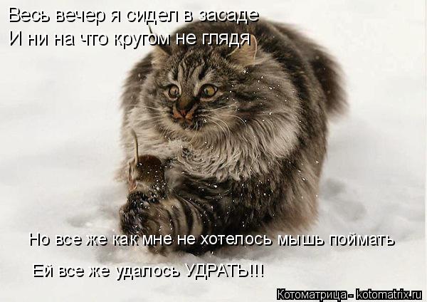 Котоматрица: Весь вечер я сидел в засаде И ни на что кругом не глядя Но все же как мне не хотелось мышь поймать Ей все же удалось УДРАТЬ!!!