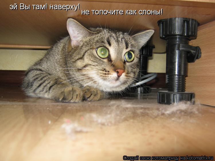 эй Вы там! наверху! не топочите как слоны!... Котоматрица: эй Вы там! наверху! не топочите как слоны!