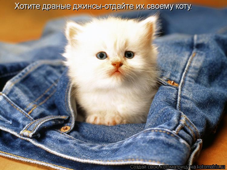 Котоматрица: Хотите драные джинсы-отдайте их своему коту.