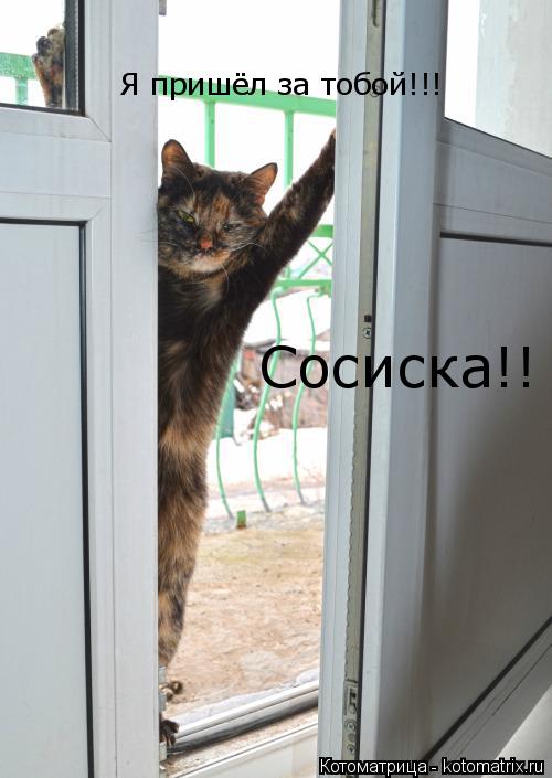 Я пришёл за тобой!!! Сосиска!!... Котоматрица: Я пришёл за тобой!!! Сосиска!!