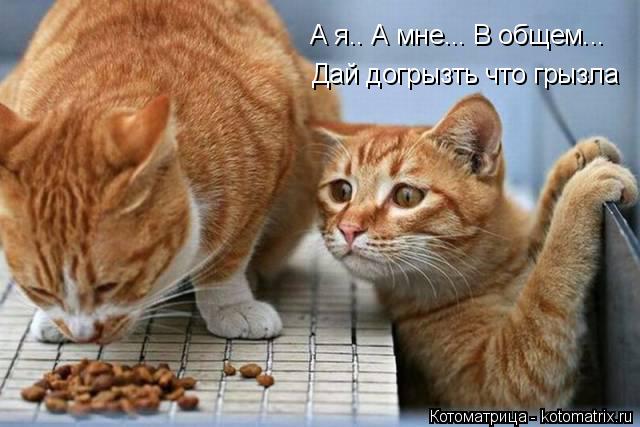 Котоматрица: Дай догрызть что грызла А я.. А мне... В общем...