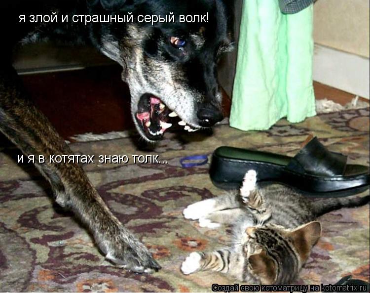 Котоматрица: я злой и страшный серый волк! и я в котятах знаю толк...