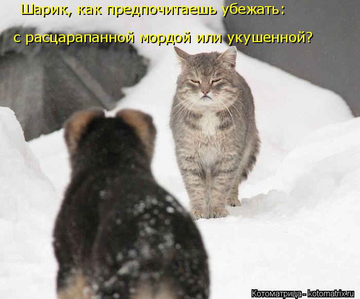 Шарик, как предпочитаешь убежать: с расцарапанной мордой или укушенной?... Котоматрица: Шарик, как предпочитаешь убежать: с расцарапанной мордой или укушенной?