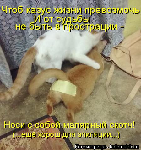 Котоматрица: Чтоб казус жизни превозмочь  не быть в прострации - И от судьбы  Носи с собой малярный скотч! (...ещё хорош для эпиляции...)