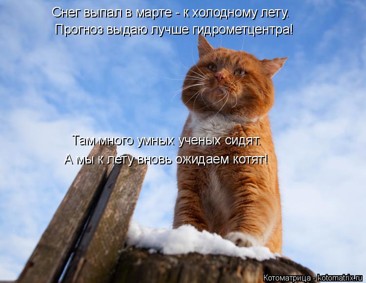 Котоматрица: Прогноз выдаю лучше гидрометцентра! Снег выпал в марте - к холодному лету. Там много умных ученых сидят. А мы к лету вновь ожидаем котят!