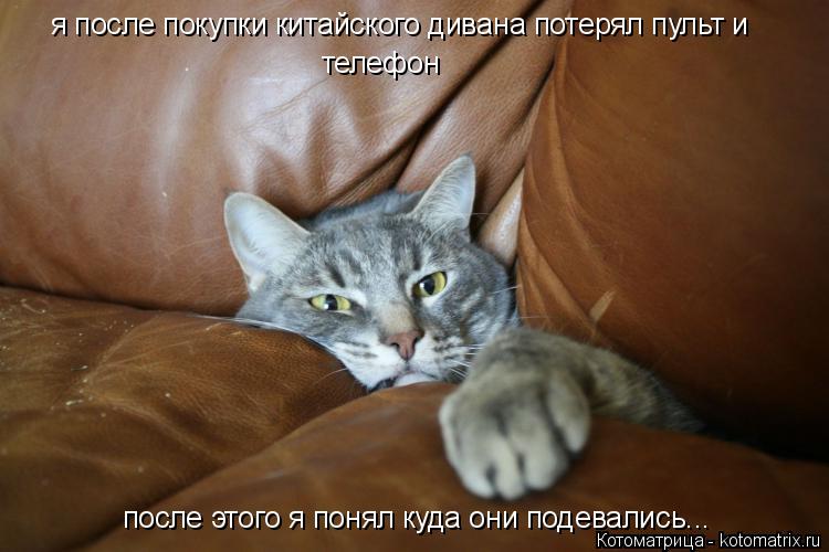Котоматрица: я после покупки китайского дивана потерял пульт и  телефон после этого я понял куда они подевались...