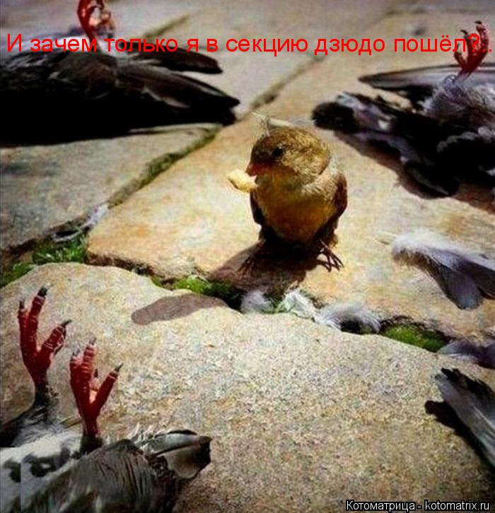 И зачем только я в секцию дзюдо пошёл?..... Котоматрица: И зачем только я в секцию дзюдо пошёл?..
