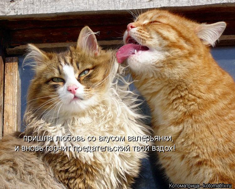 Котоматрица: пришла любовь со вкусом валерьянки, и вновь горчит предательский твой вздох!