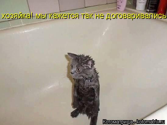 хозяйка! мы кажется так не договаривались.... Котоматрица: хозяйка! мы кажется так не договаривались.