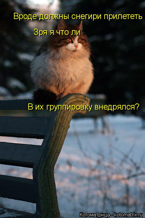 Вроде должны снегири прилететь Зря я что ли В их группировку внедрялся?... Котоматрица: Вроде должны снегири прилететь Зря я что ли В их группировку внедрялся?