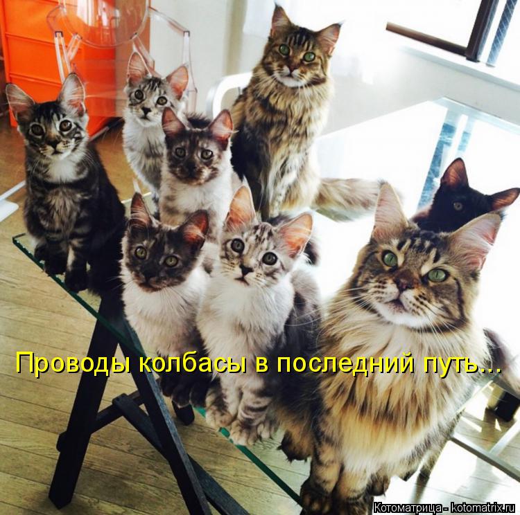 Котоматрица: Проводы колбасы в последний путь...