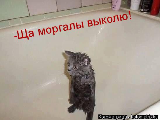 -Ща моргалы выколю!... Котоматрица: -Ща моргалы выколю!