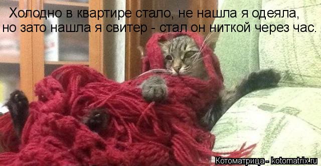 Котоматрица: Холодно в квартире стало, не нашла я одеяла,  но зато нашла я свитер - стал он ниткой через час.