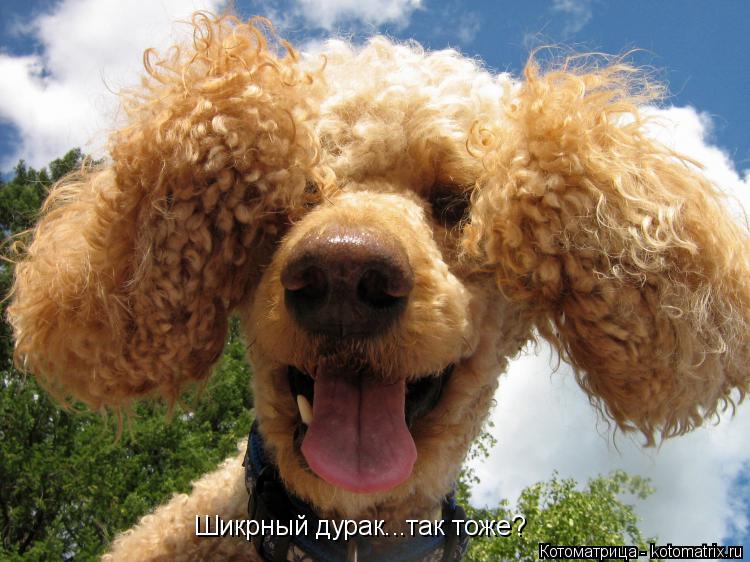 Шикрныйдурак...так тоже Шикрный дурак...так тоже?... Котоматрица: Шикрныйдурак...так тоже Шикрный дурак...так тоже?