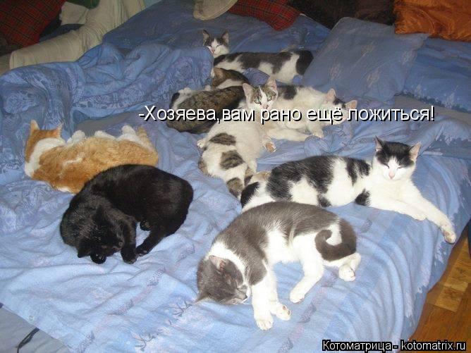 -Хозяева,вам рано ещё ложиться!... Котоматрица: -Хозяева,вам рано ещё ложиться!