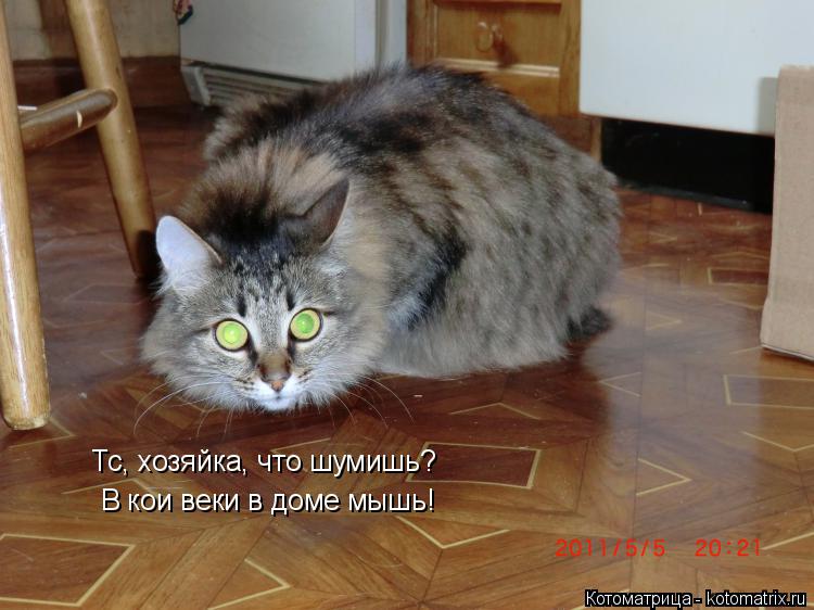 Котоматрица: Тс, хозяйка, что шумишь? В кои веки в доме мышь!