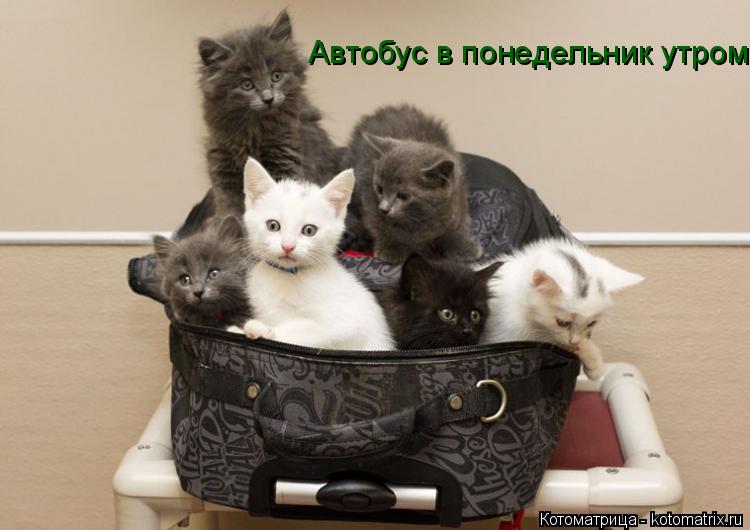 Котоматрица: Автобус в понедельник утром.