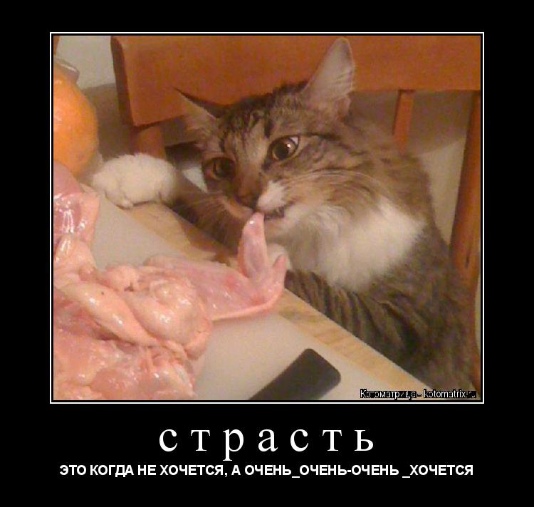 Котоматрица: страсть ЭТО КОГДА НЕ ХОЧЕТСЯ, А ОЧЕНЬ_ОЧЕНЬ-ОЧЕНЬ _ХОЧЕТСЯ