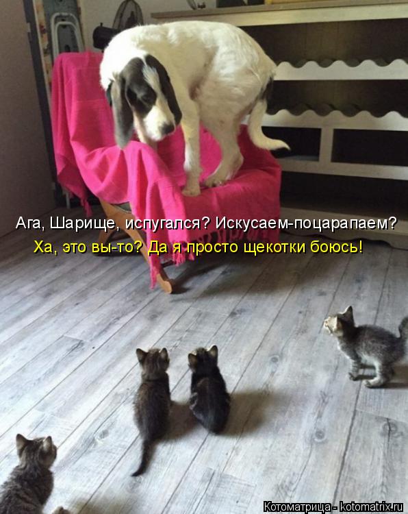 Котоматрица: Ага, Шарище, испугался? Искусаем-поцарапаем? Ха, это вы-то? Да я просто щекотки боюсь!